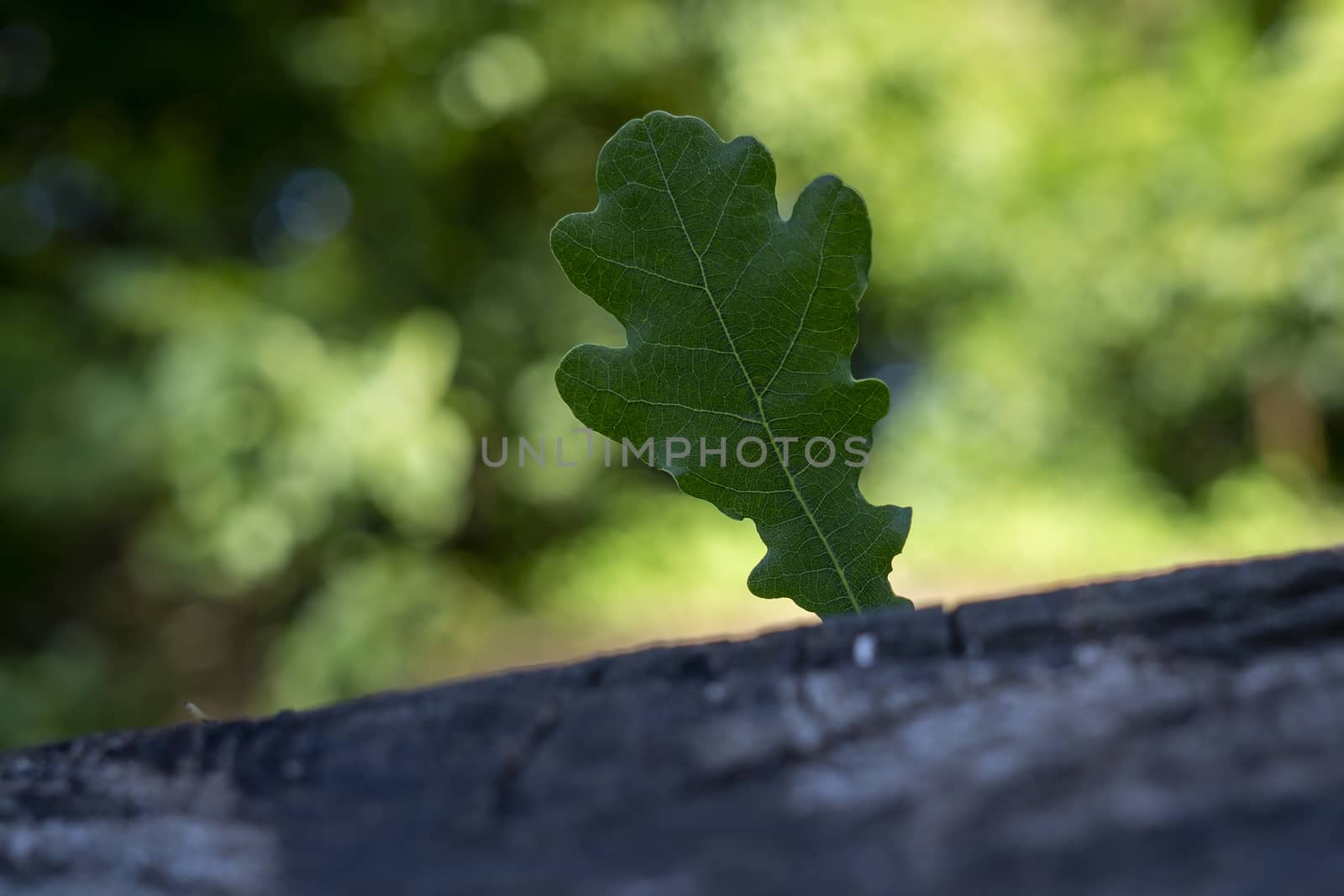 Single fresh young green oak leaf standing upright in a crack in a piece of old weathered wood in close up