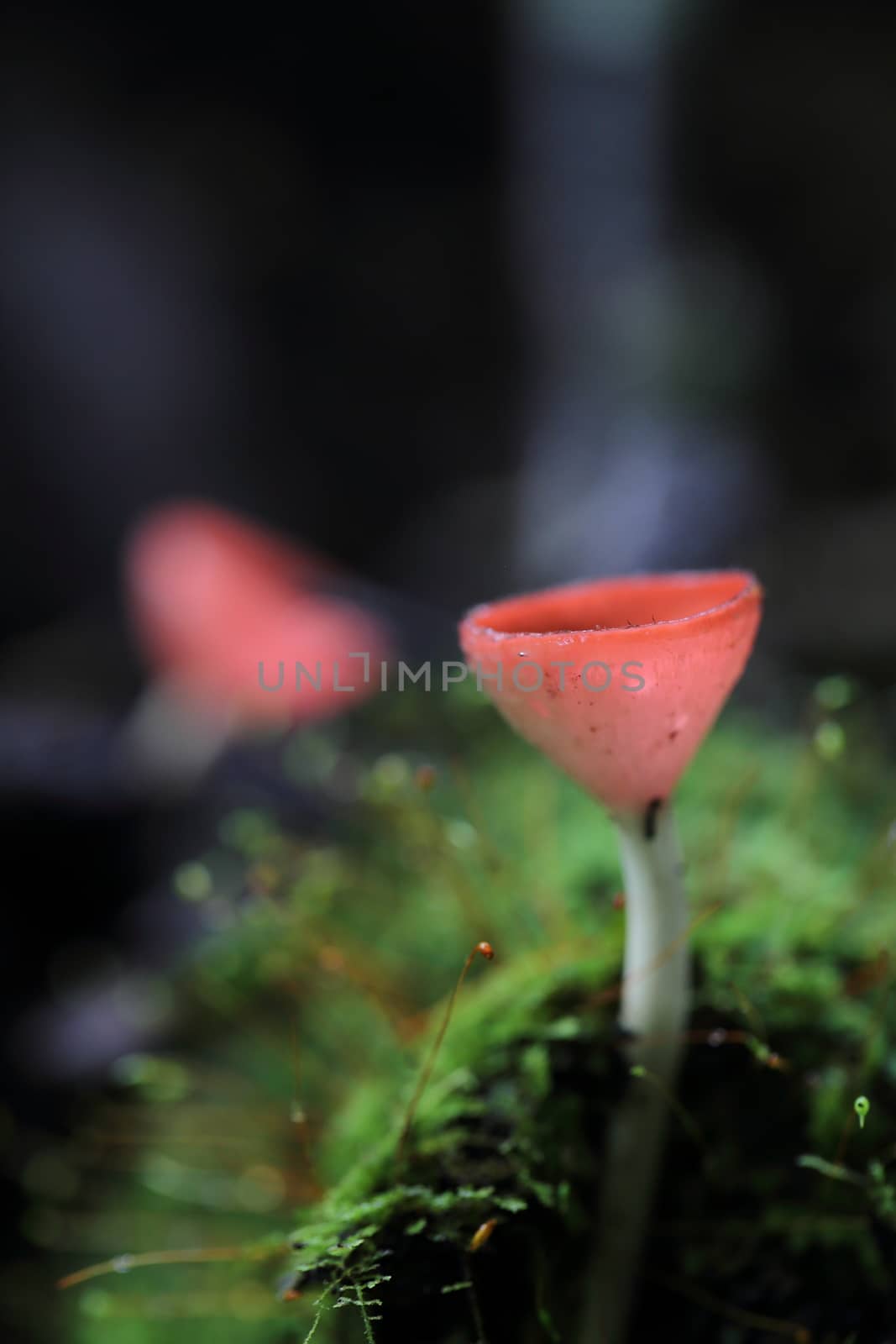 Cookeina sulcipes Fungi cup in close up