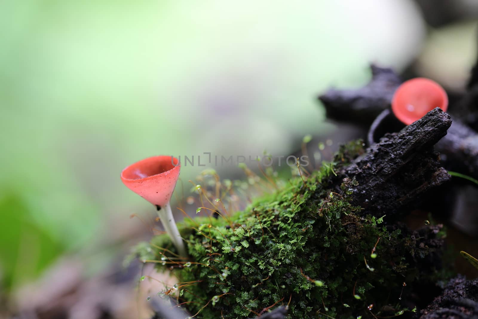 Cookeina sulcipes Fungi cup in close up