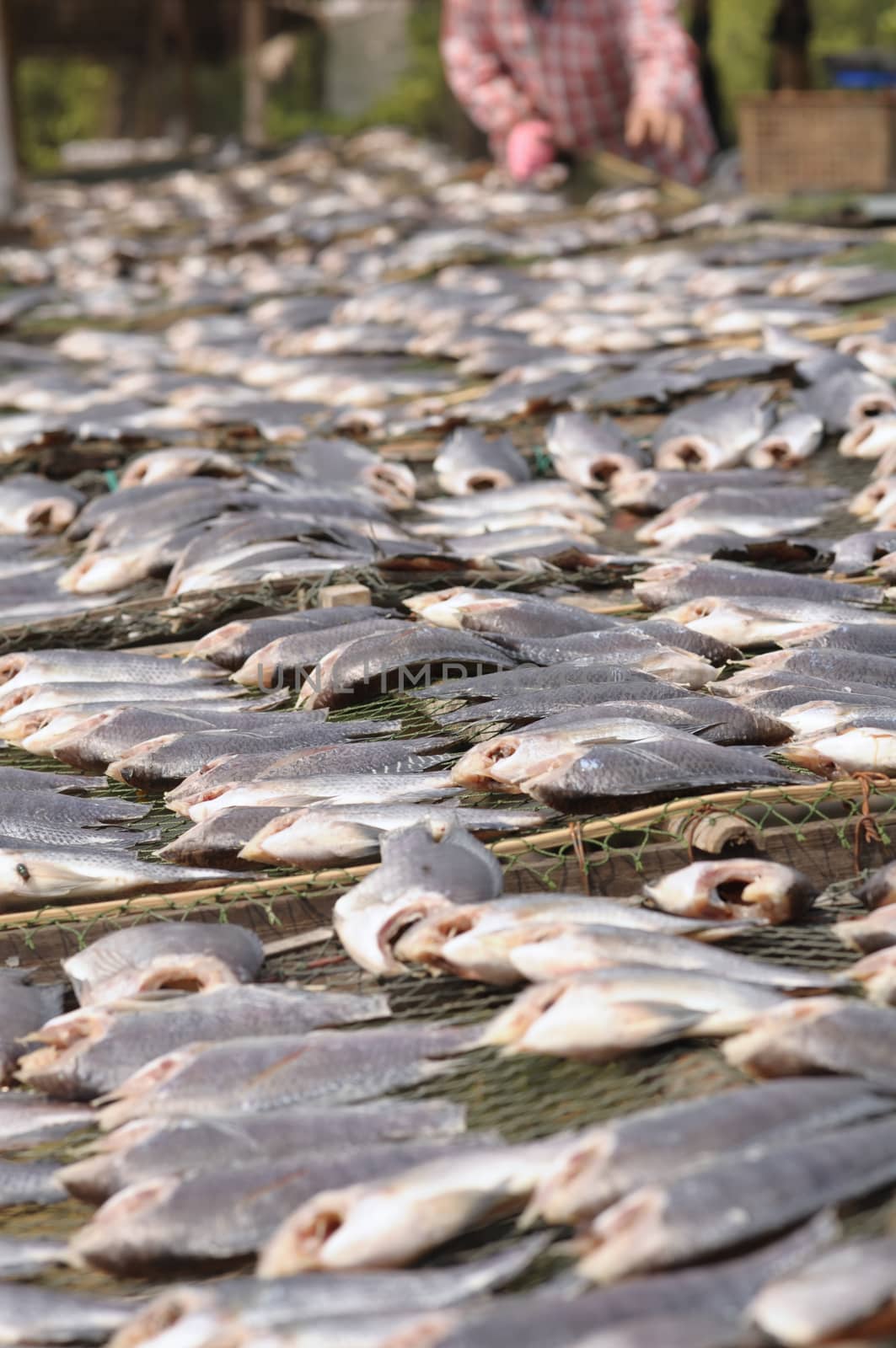 Dried salted fish, Nile tilapia, Local cuisine of Thailand