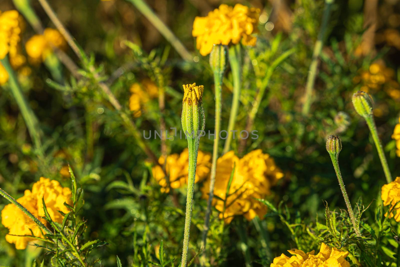 close up of Water drops on the marigold flower opening in the morning in winter