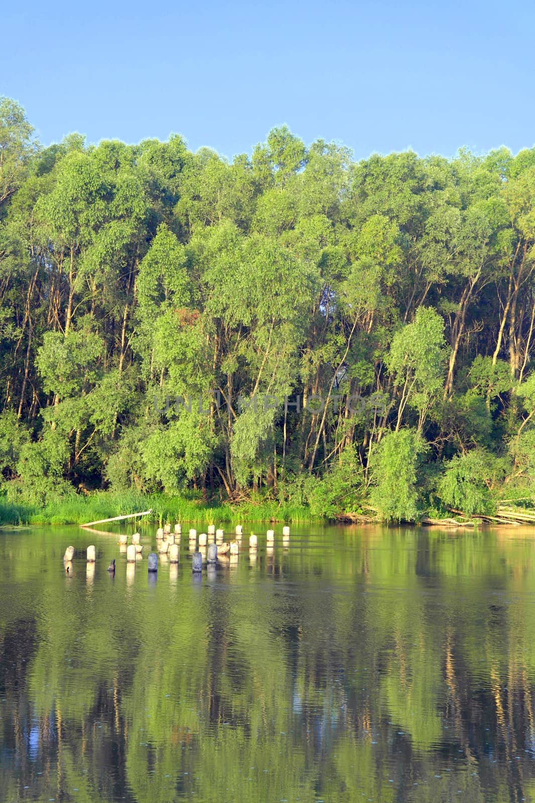 Beautiful summer landscape with river and forest