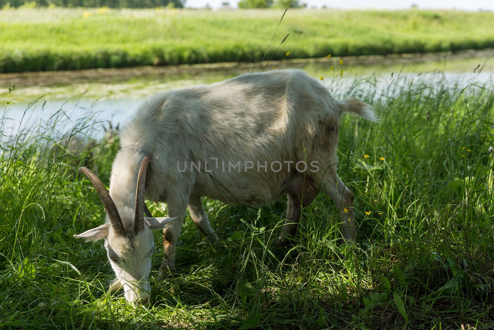 White goat eats grass in a meadow near the river.
