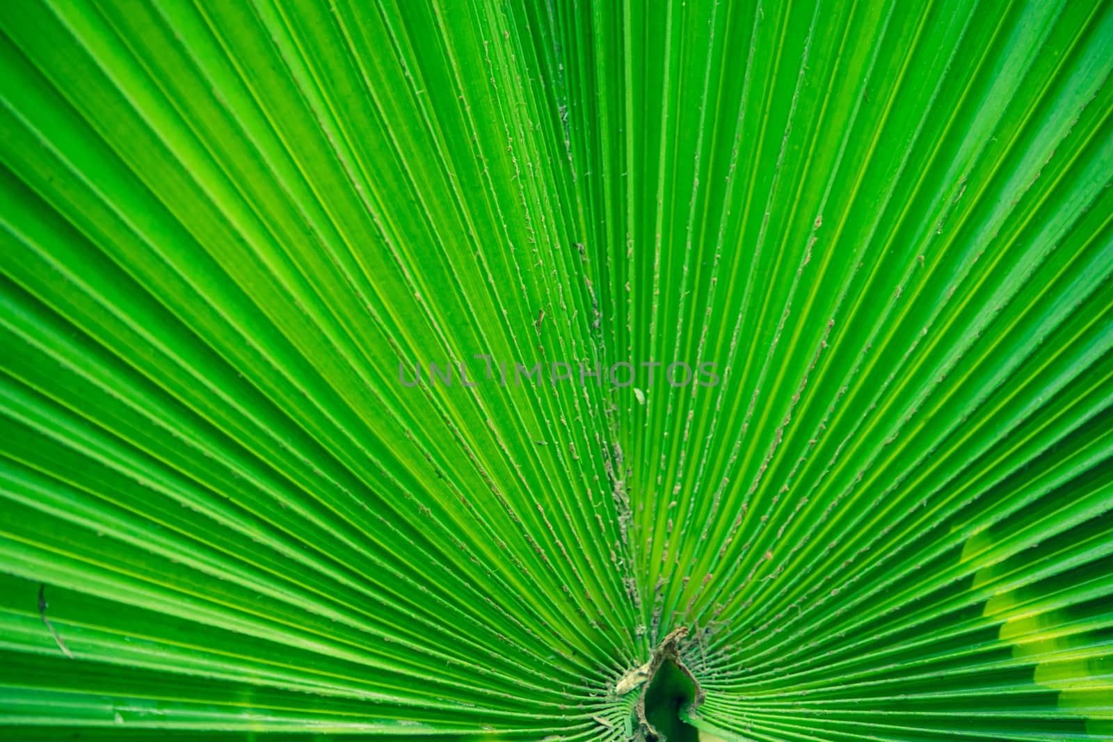 close up of Emerging texture and pattern background with beautiful green palm leaf