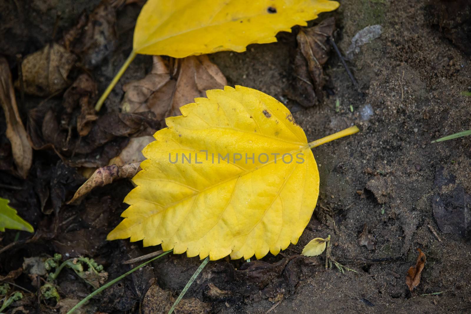 close up of During the winter morning, the dewy yellow leaf lying on the ground
