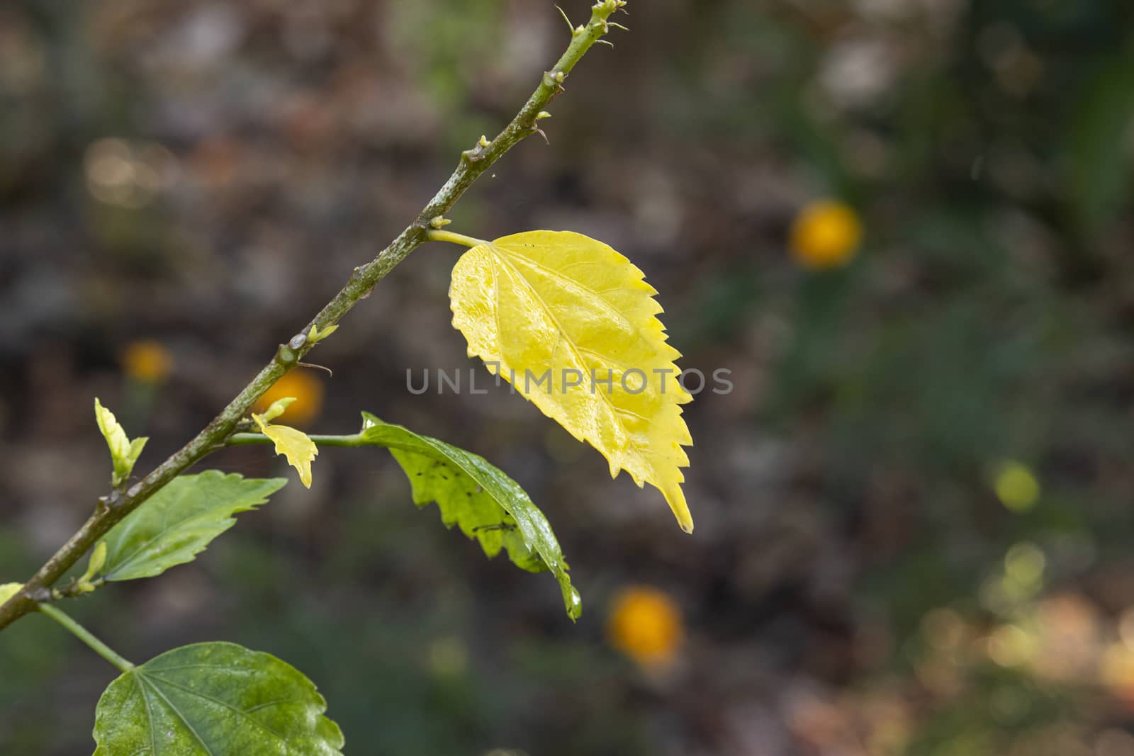 Yellow leaf of hibiscus falling from the tree in autumn by 9500102400