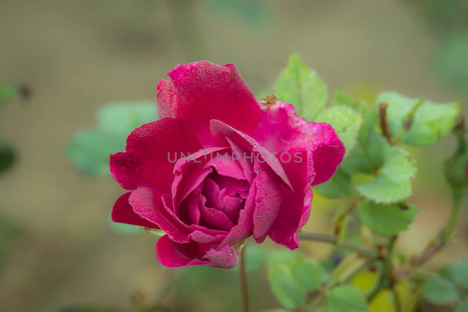 During winter, the pink rose flower blossomed with dew and vintage background
