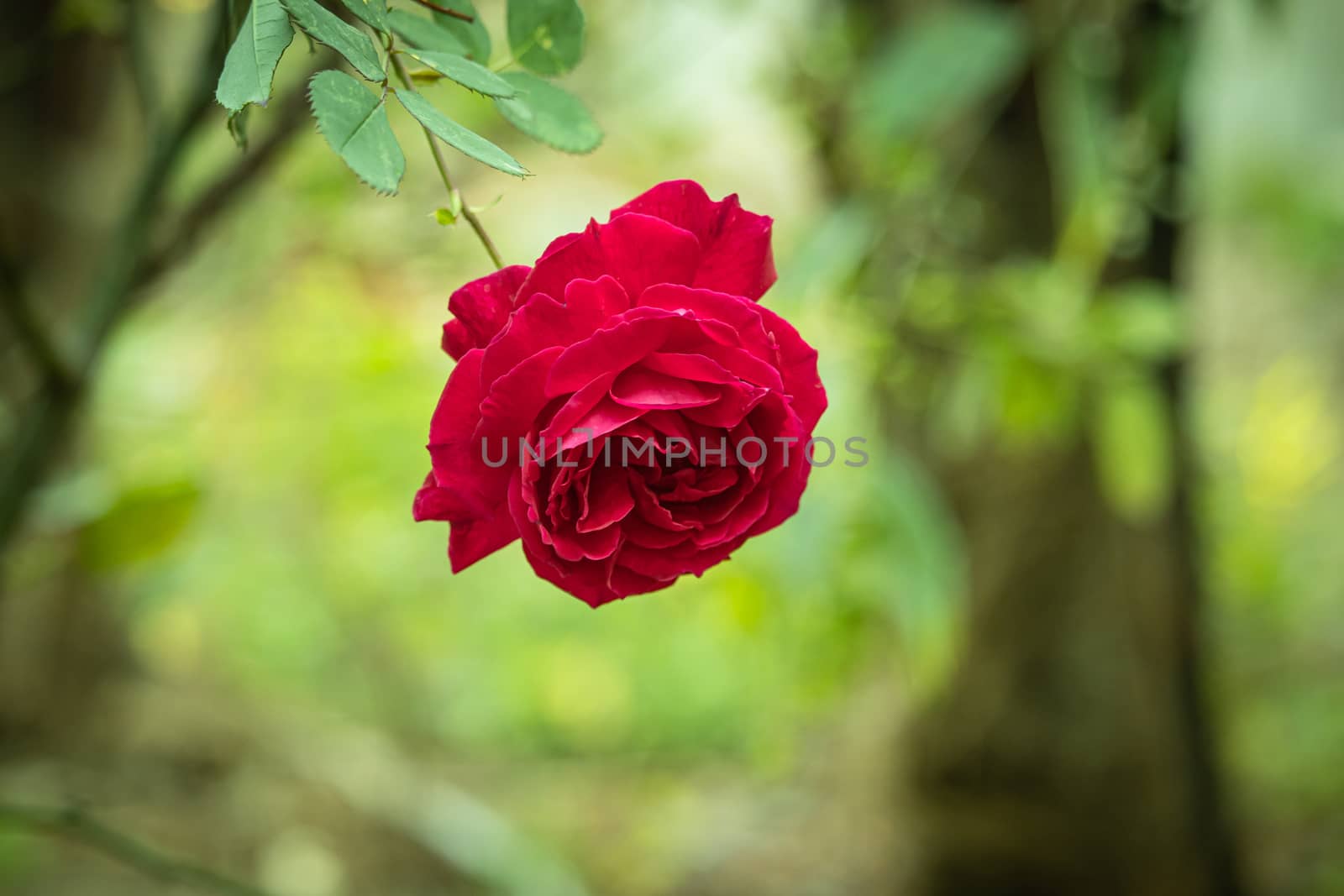 Pink rose flower blooming towards the ground with vintage background by 9500102400