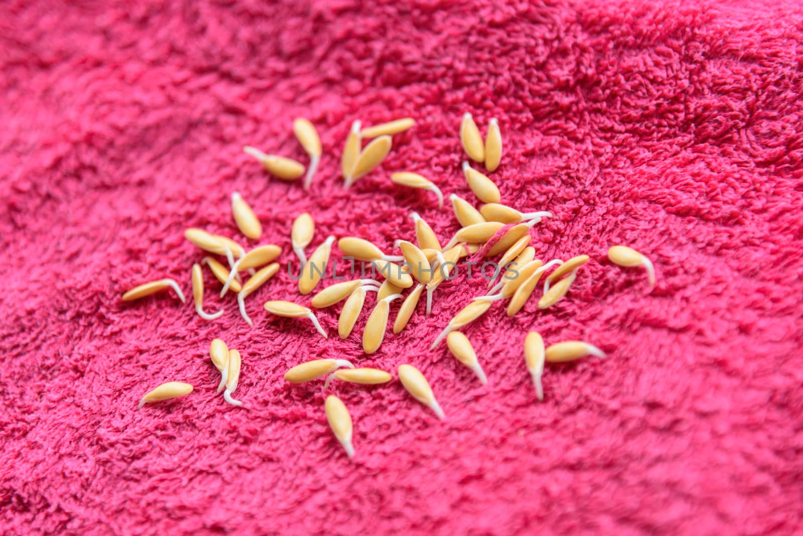 germinate melon Seed on pink cloth by rukawajung