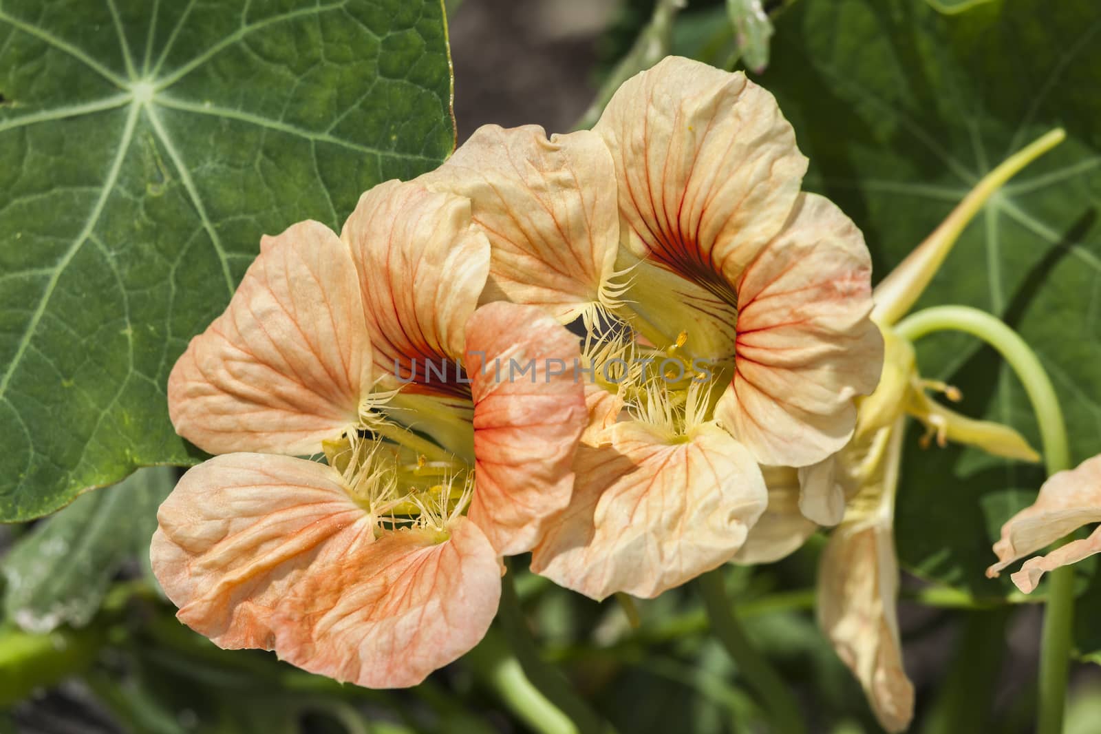 Nasturtium or tropaeolum a springtime summer flower  by ant