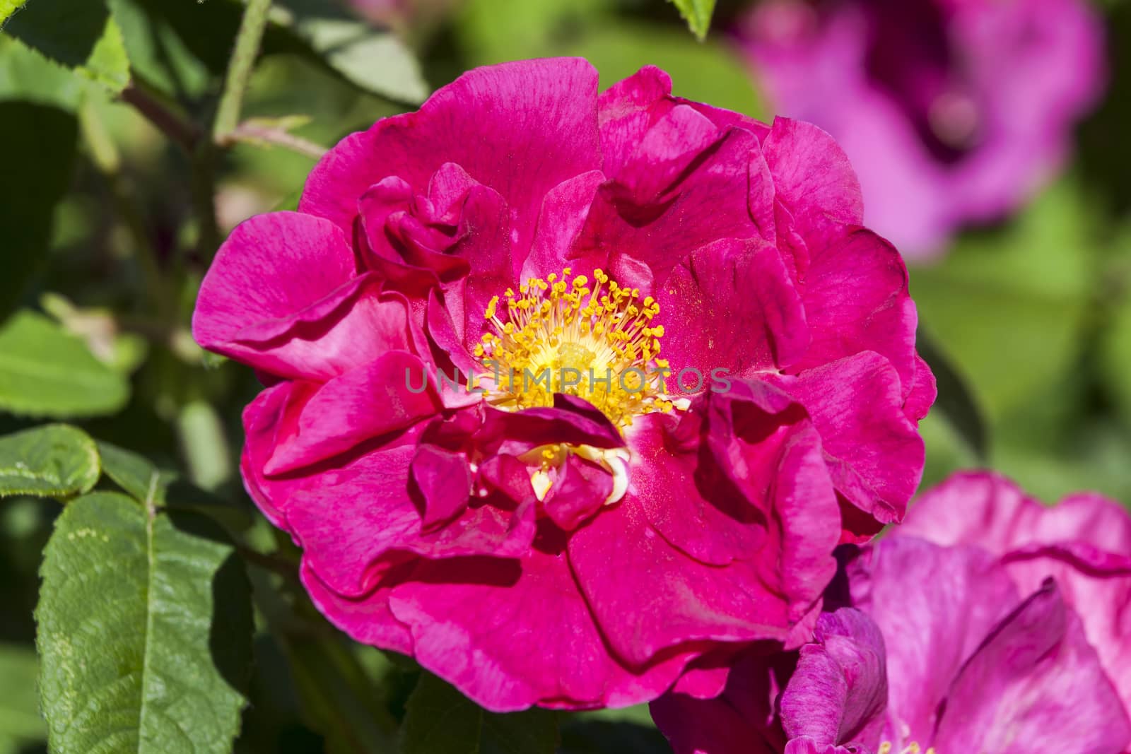 Rose gallica var. officinalis a springtime summer red flower shrub coomonly knowm as old red damask