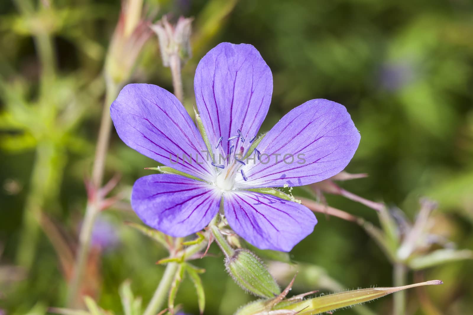 Geranium 'Nimbus' a blue herbaceous springtime summer flower plant commonly known as cranesbill