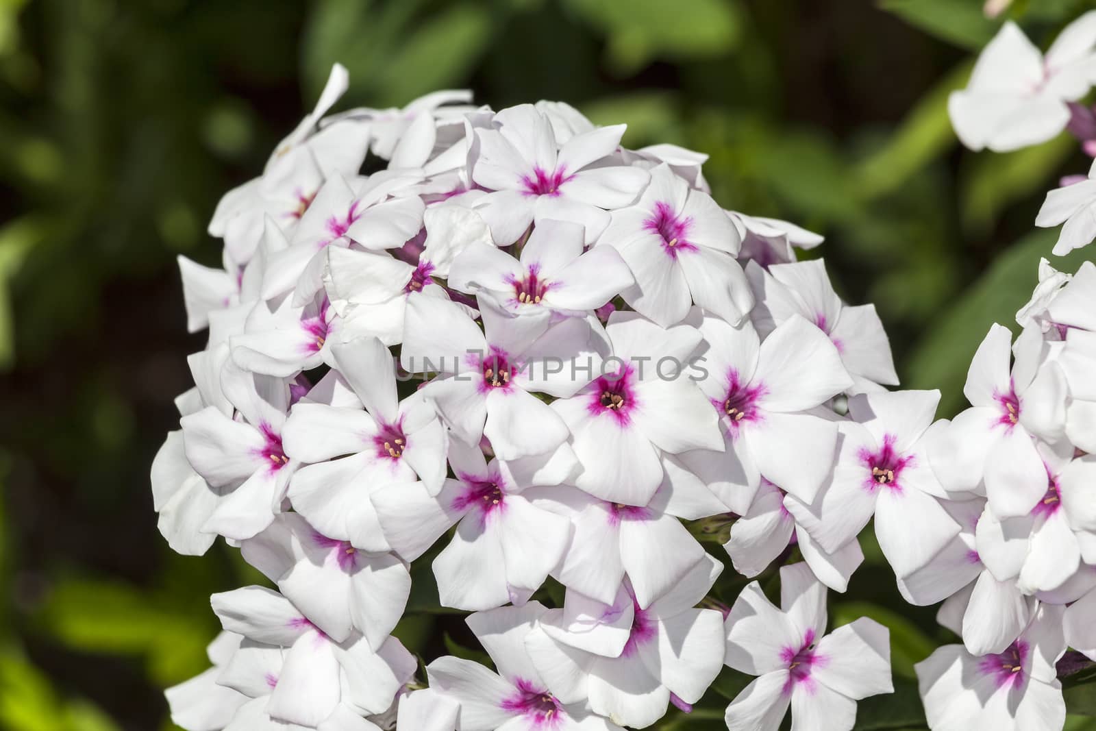 Phlox paniculata 'White Eyes' an herbaceous springtime summer flower plant