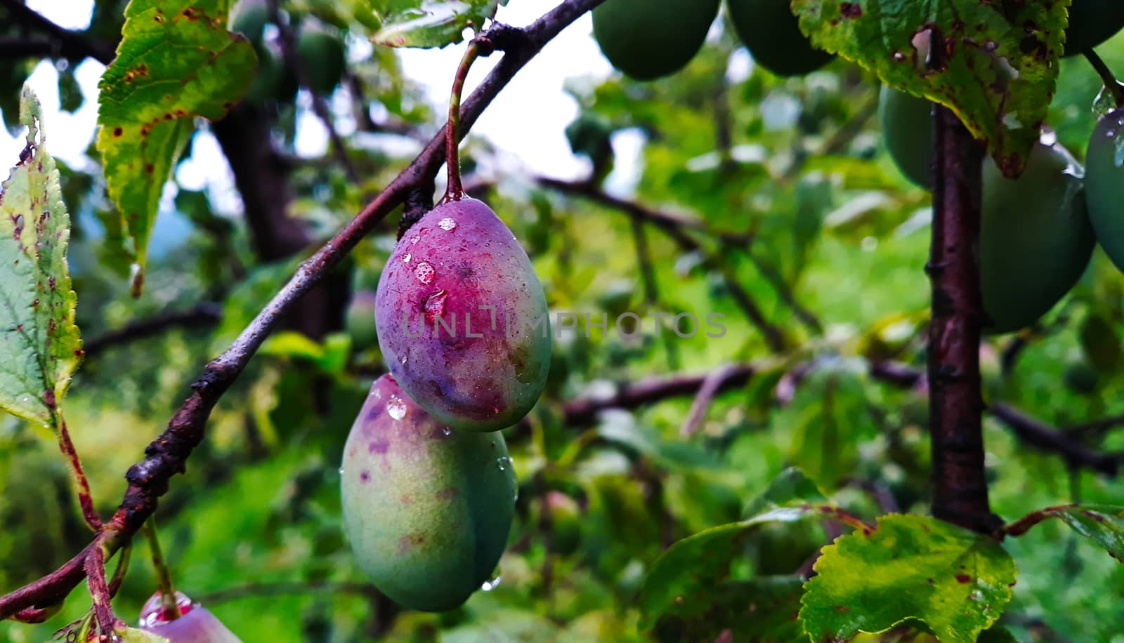 The plums on the branch are starting to turn blue. Painted after the rain with drops of water on it. Plum fruits. Zavidovici, Bosnia and Herzegovina.
