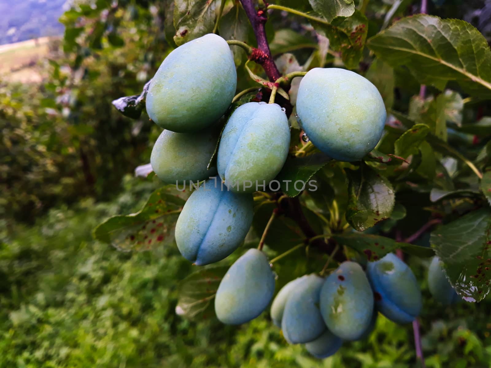 A group of large green unripe plums on a branch after rain. Zavidovici, Bosnia and Herzegovina.