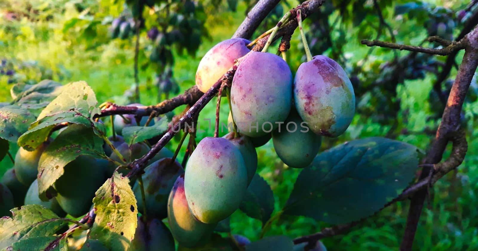Banner from a group of plums on a branch. The plums began to turn blue. Plum fruits. by mahirrov