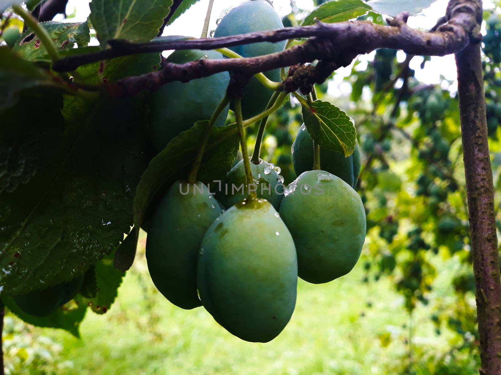 A group of green unripe plums on a branch with drops of water, rain on them. Zavidovici, Bosnia and Herzegovina.