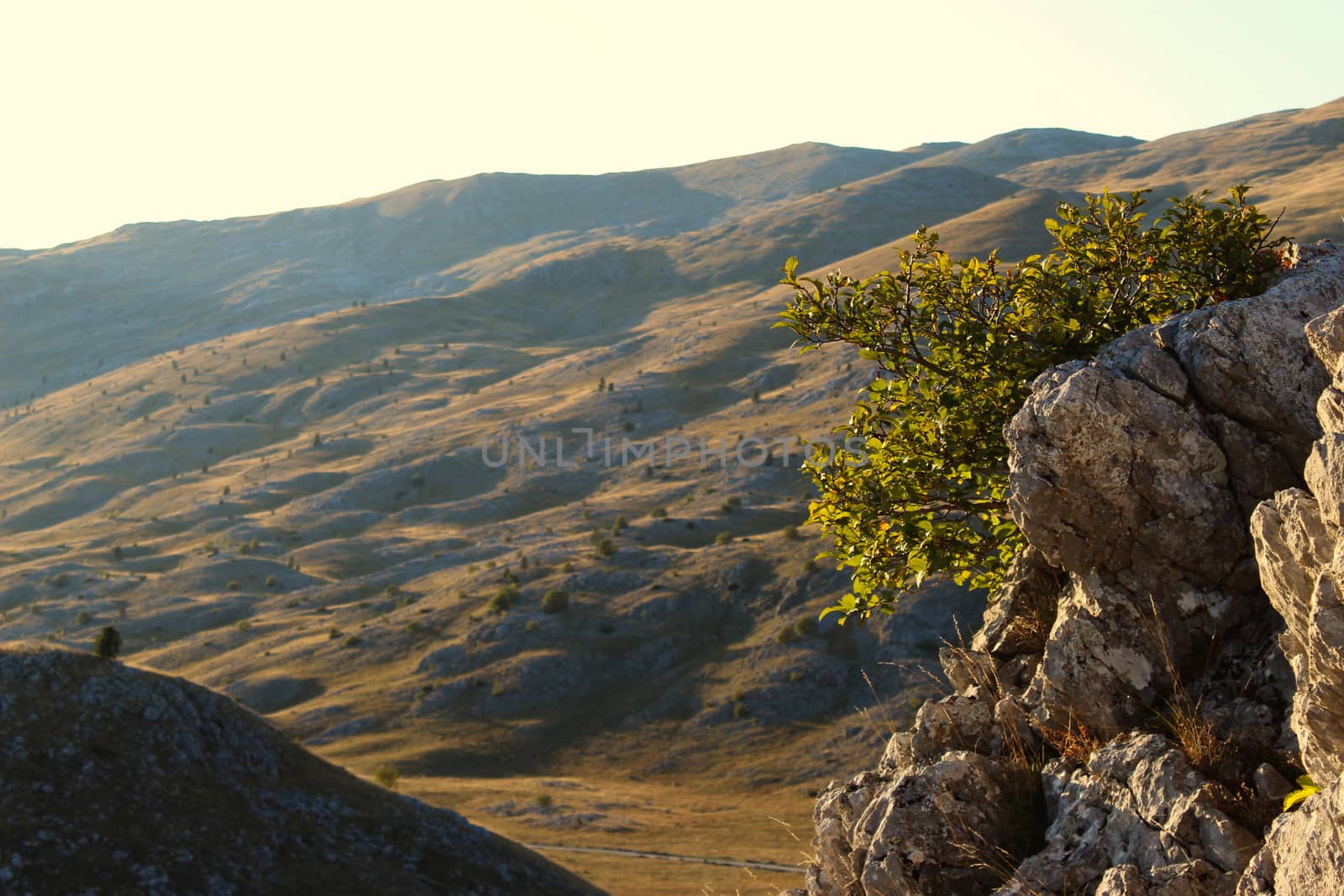 Stones and tree, with the undulating landscape of the Bjelasnica mountain. by mahirrov