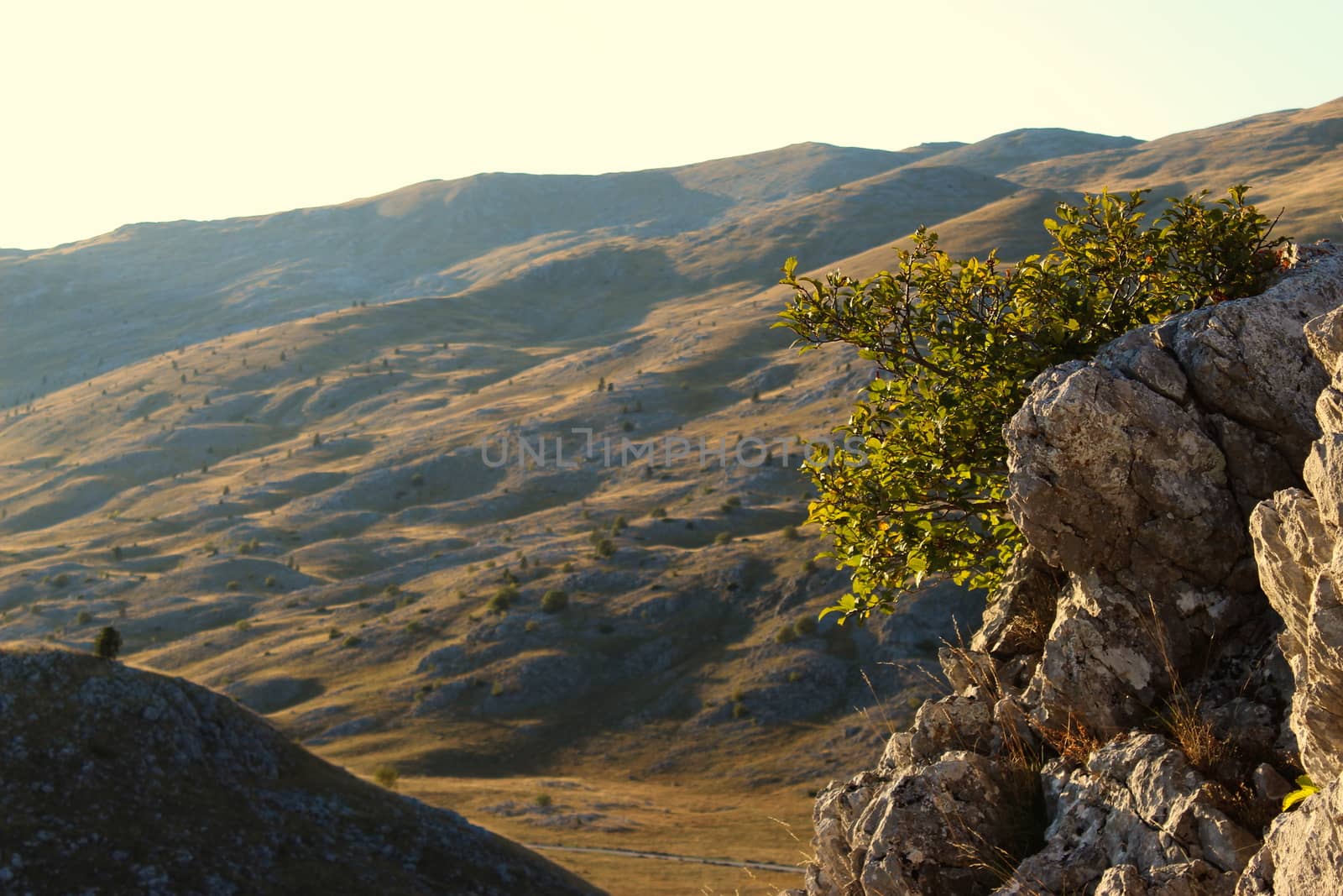 Stones and tree, with the undulating landscape of the Bjelasnica mountain. On the mountain Bjelasnica, Bosnia and Herzegovina.