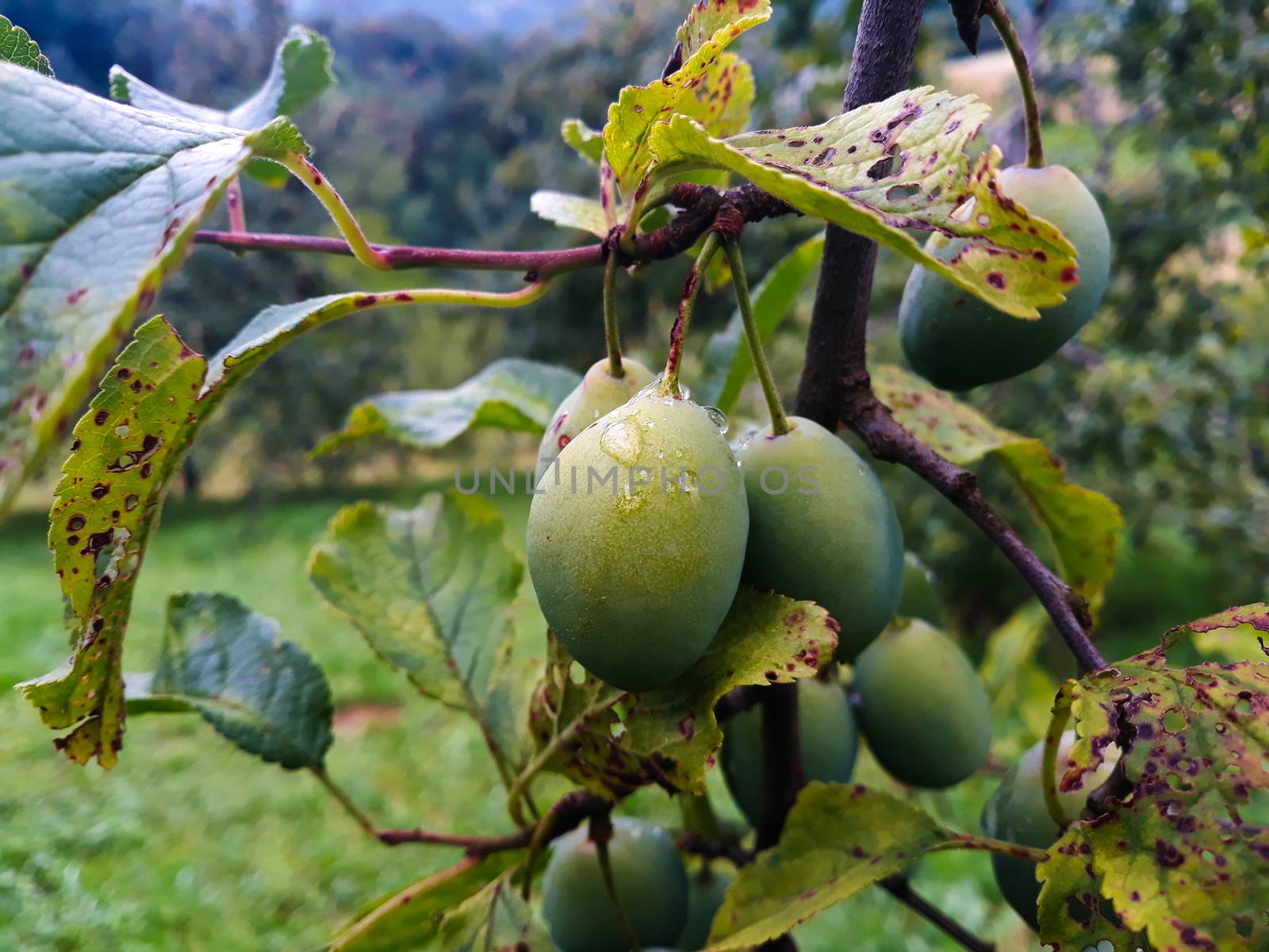 Close up of a group of plums on a branch after rain. Damaged leaves next to plums. Zavidovici, Bosnia and Herzegovina.