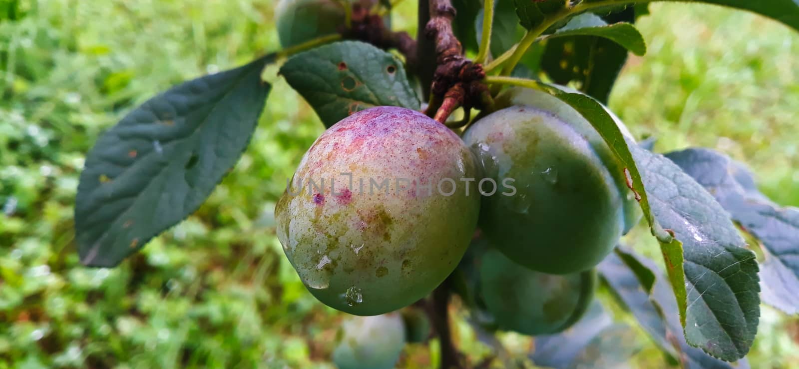 Banner, close up, green plums that have started to get color with water droplets on them. Zavidovici, Bosnia and Herzegovina.
