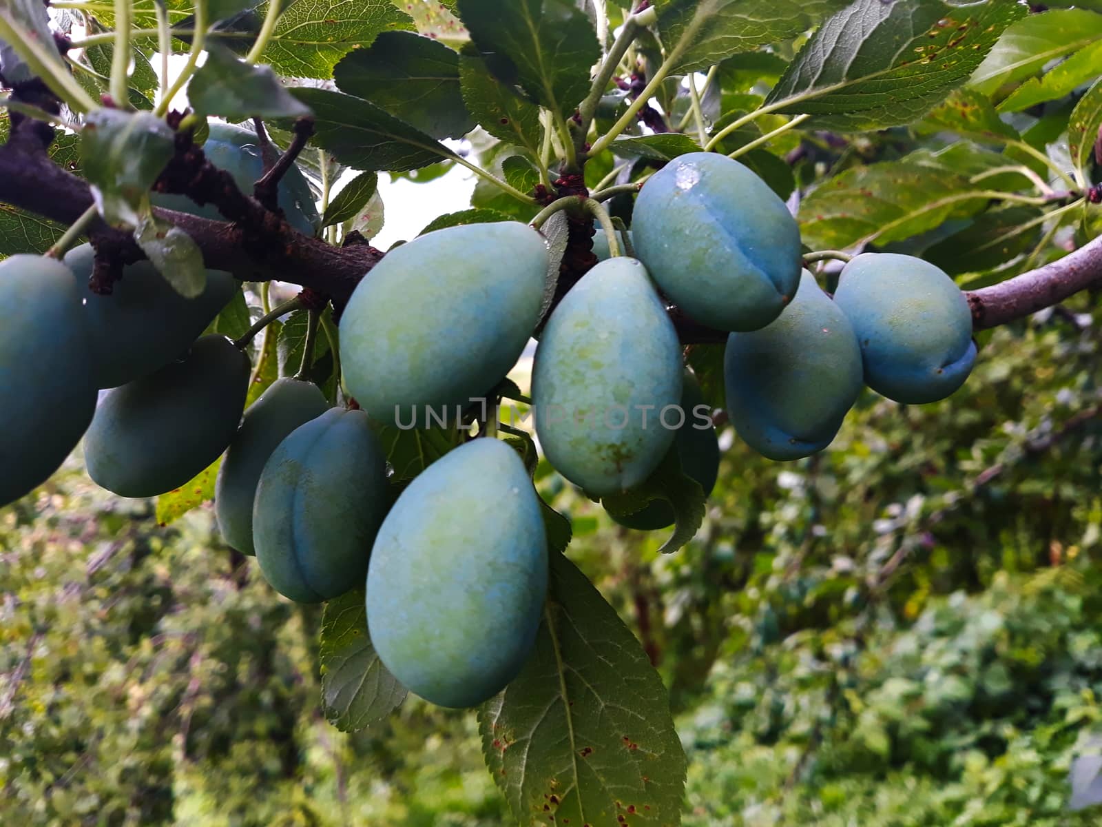 A group of large green plums on a branch. Zavidovici, Bosnia and Herzegovina.