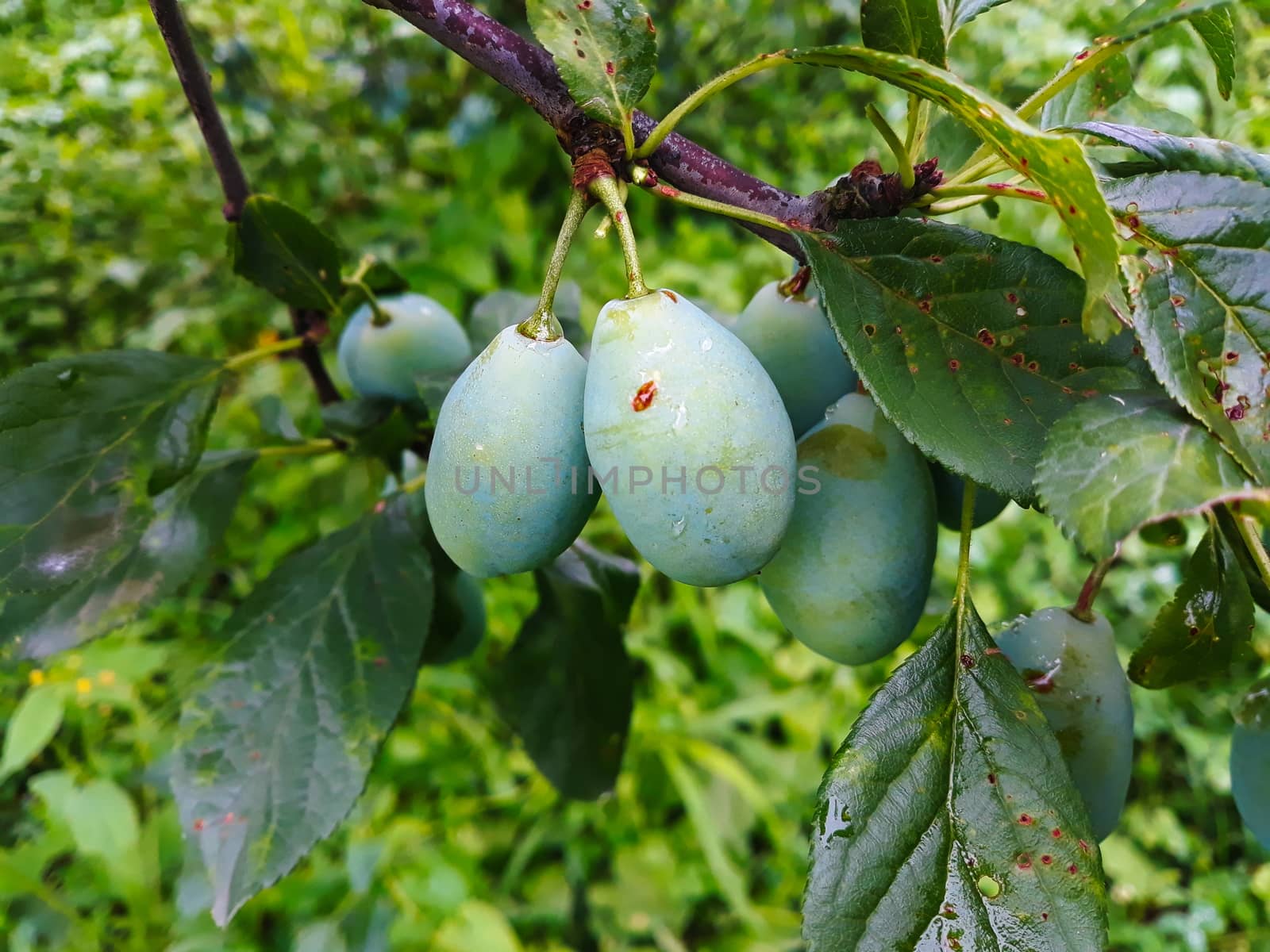 Two large green unripe plums on a branch after rain. by mahirrov