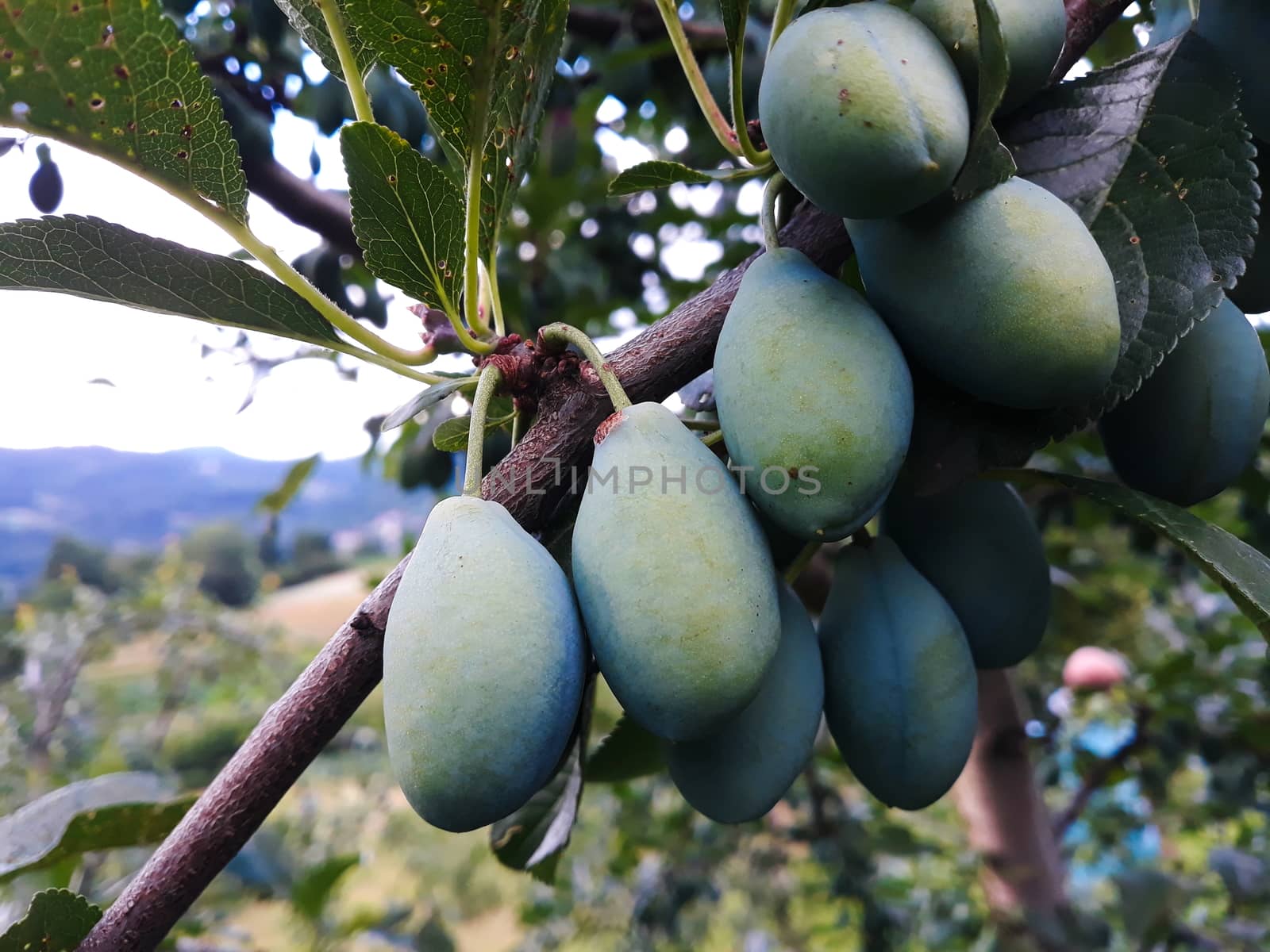 Branch with green plums in the orchard. Zavidovici, Bosnia and Herzegovina.