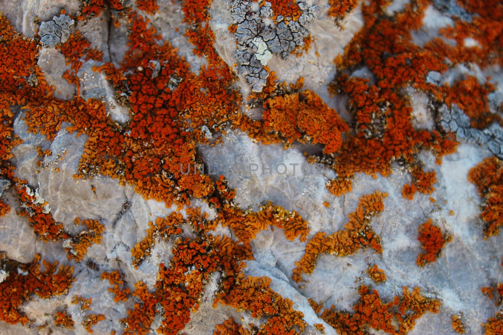 Many small colonies of orange lichen on the stone. On the mountain Bjelasnica, Bosnia and Herzegovina.