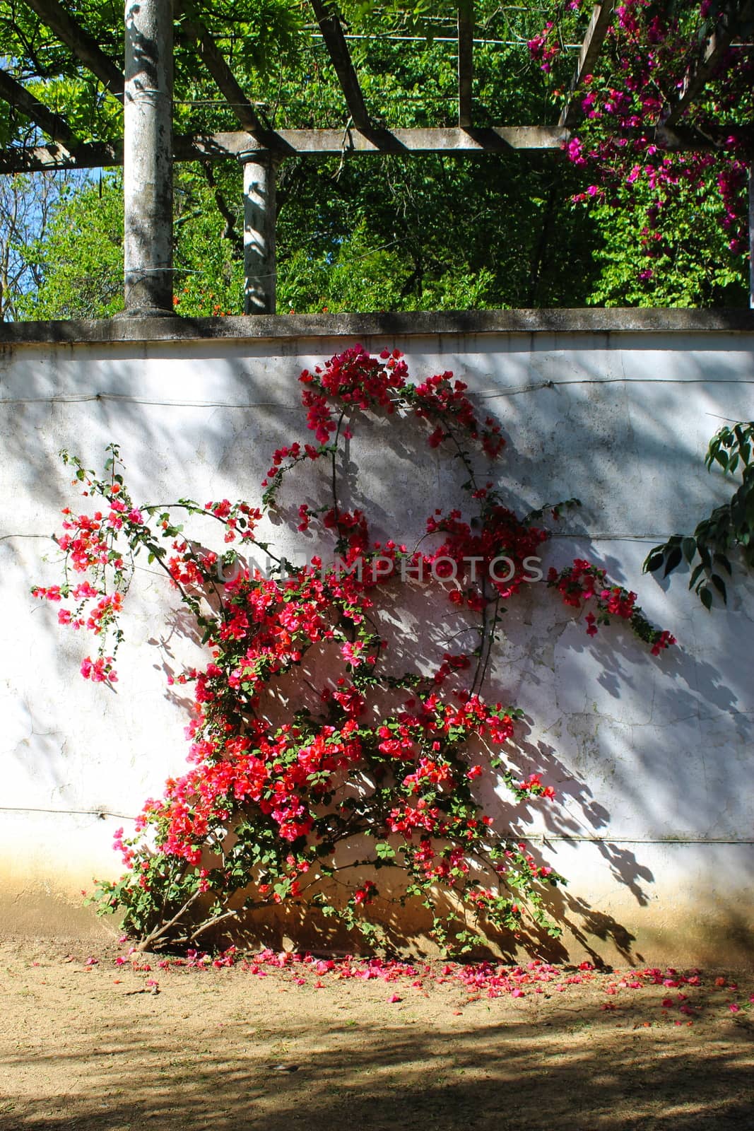 Great bougainvillea blossomed along the white wall. Bougainvillea spectabilis. Beja, Portugal.