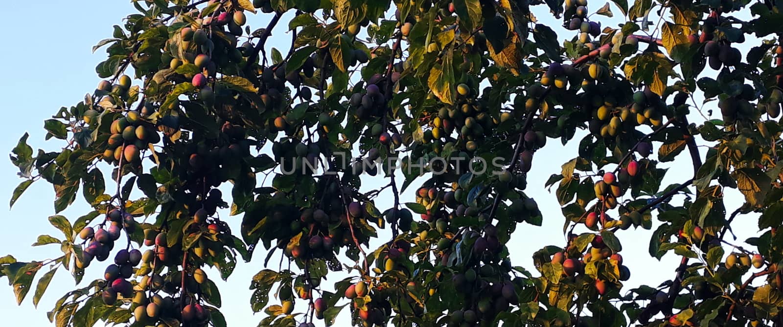 Banner. A plum tree with a lot of unripe plum fruits on it. Plum fruits. Zavidovici, Bosnia and Herzegovina.