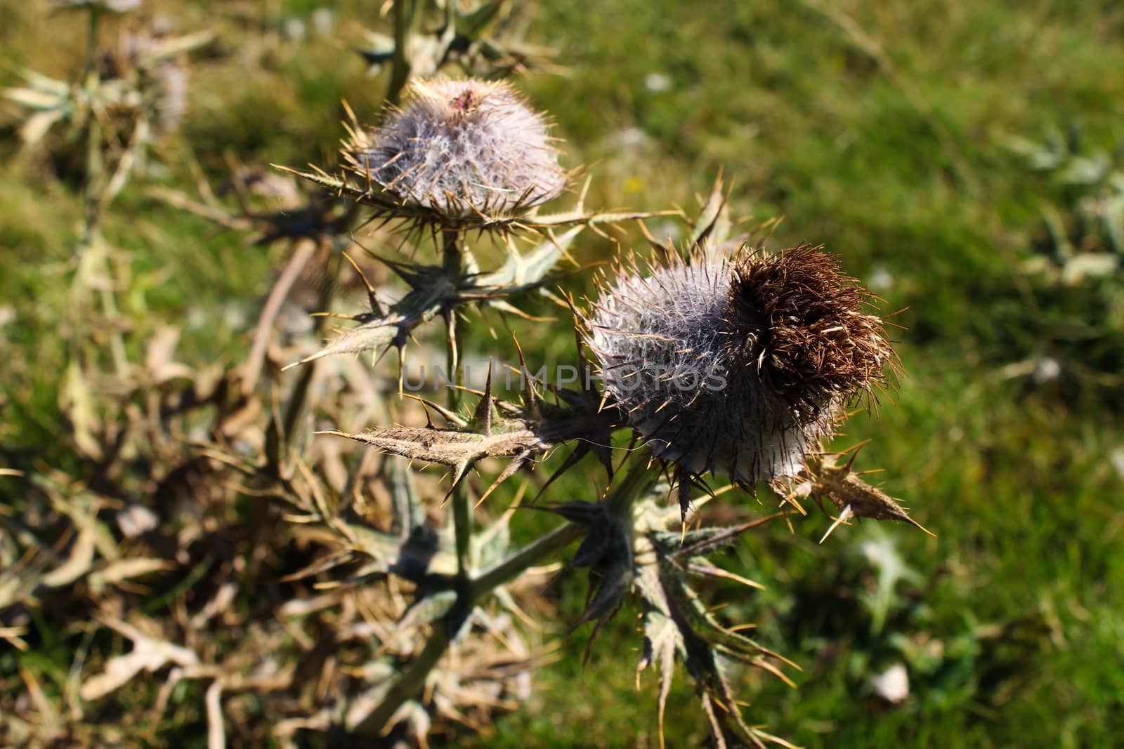 Dried flower head Thistle with sharp prickles. On the mountain Bjelasnica, Bosnia and Herzegovina.