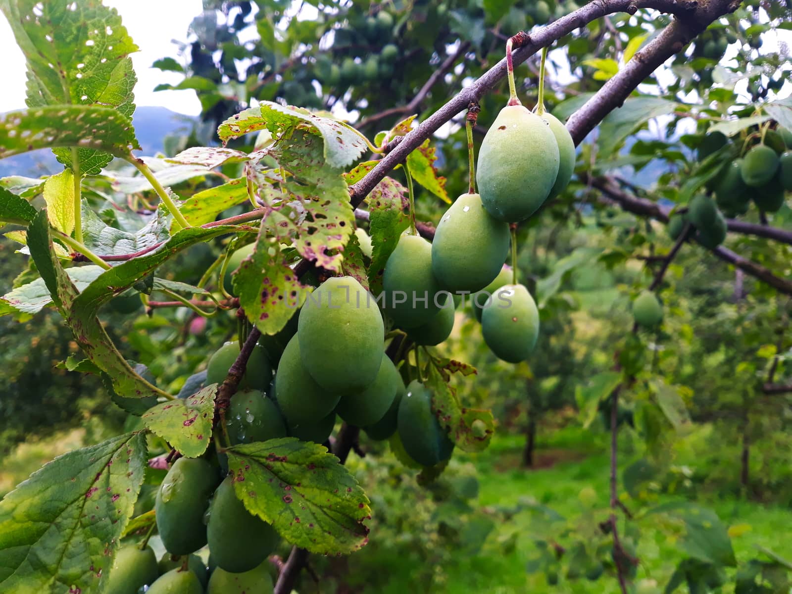 A group of green and unripe plums on a branch after rain. Zavidovici, Bosnia and Herzegovina.