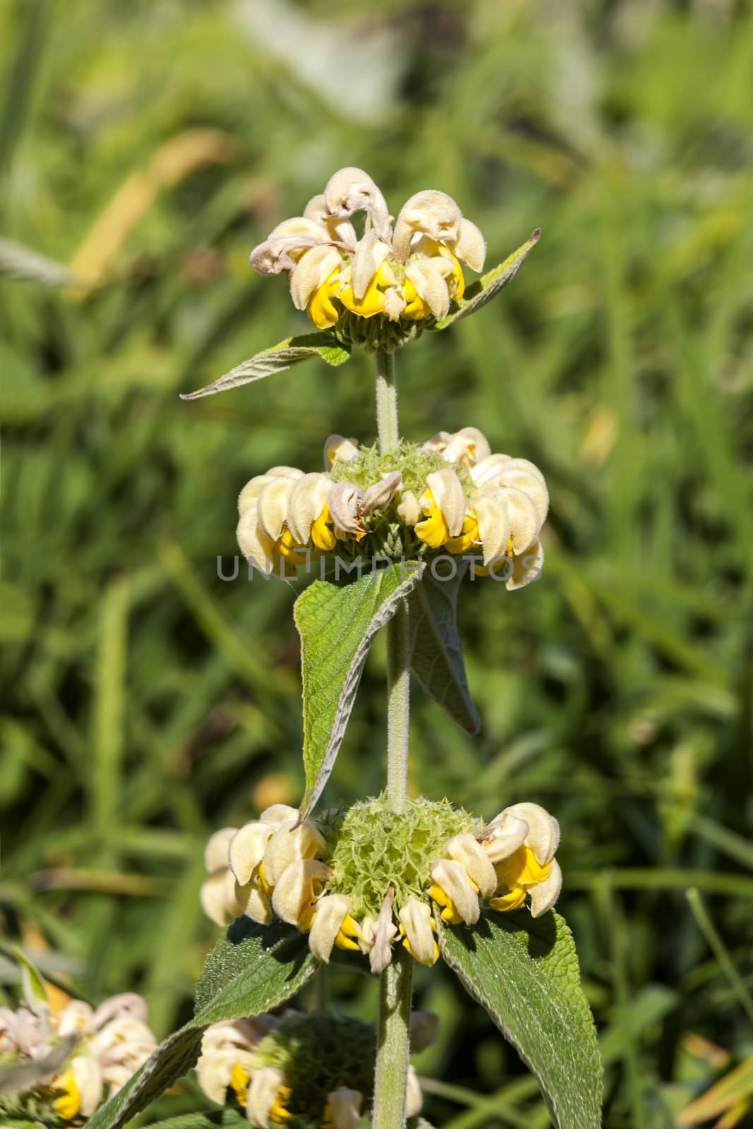 Phlomis russeliana a yellow springtime summer flower plant commonly known as Turkish sage