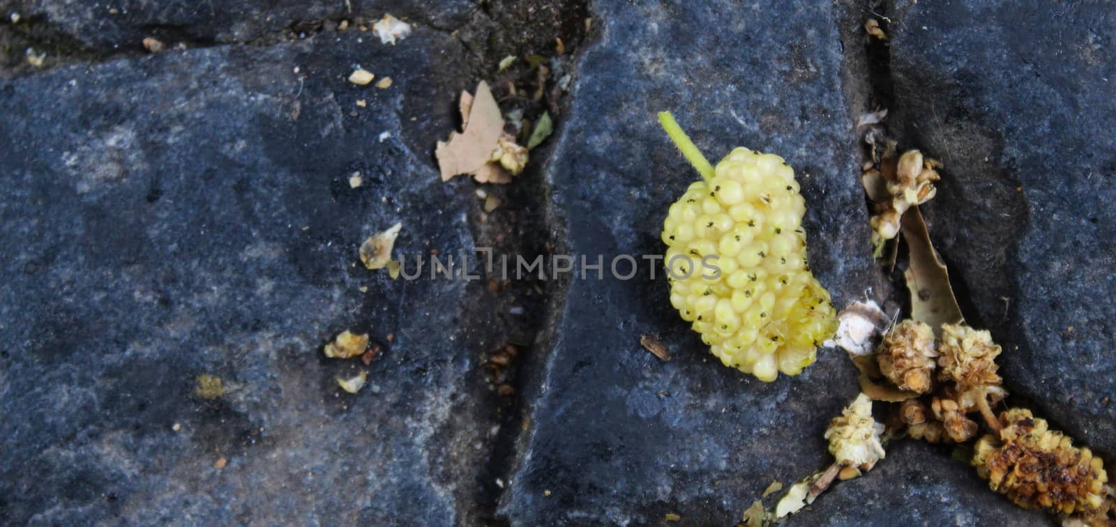 Almost ripe fruit of white mulberry that fell to the ground. Morus alba, white mulberry. Beja, Portugal.