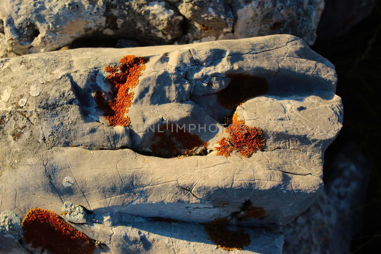 Orange lichen colonies on stone. by mahirrov