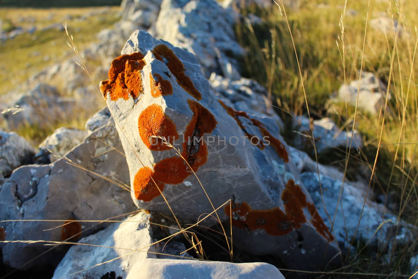Orange lichen colonies, on light stone. On the mountain Bjelasnica, Bosnia and Herzegovina.