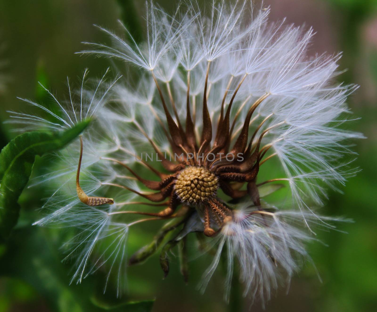 Close up dandelion plant on green. Seedhead without some seeds. Beja, Portugal. by mahirrov