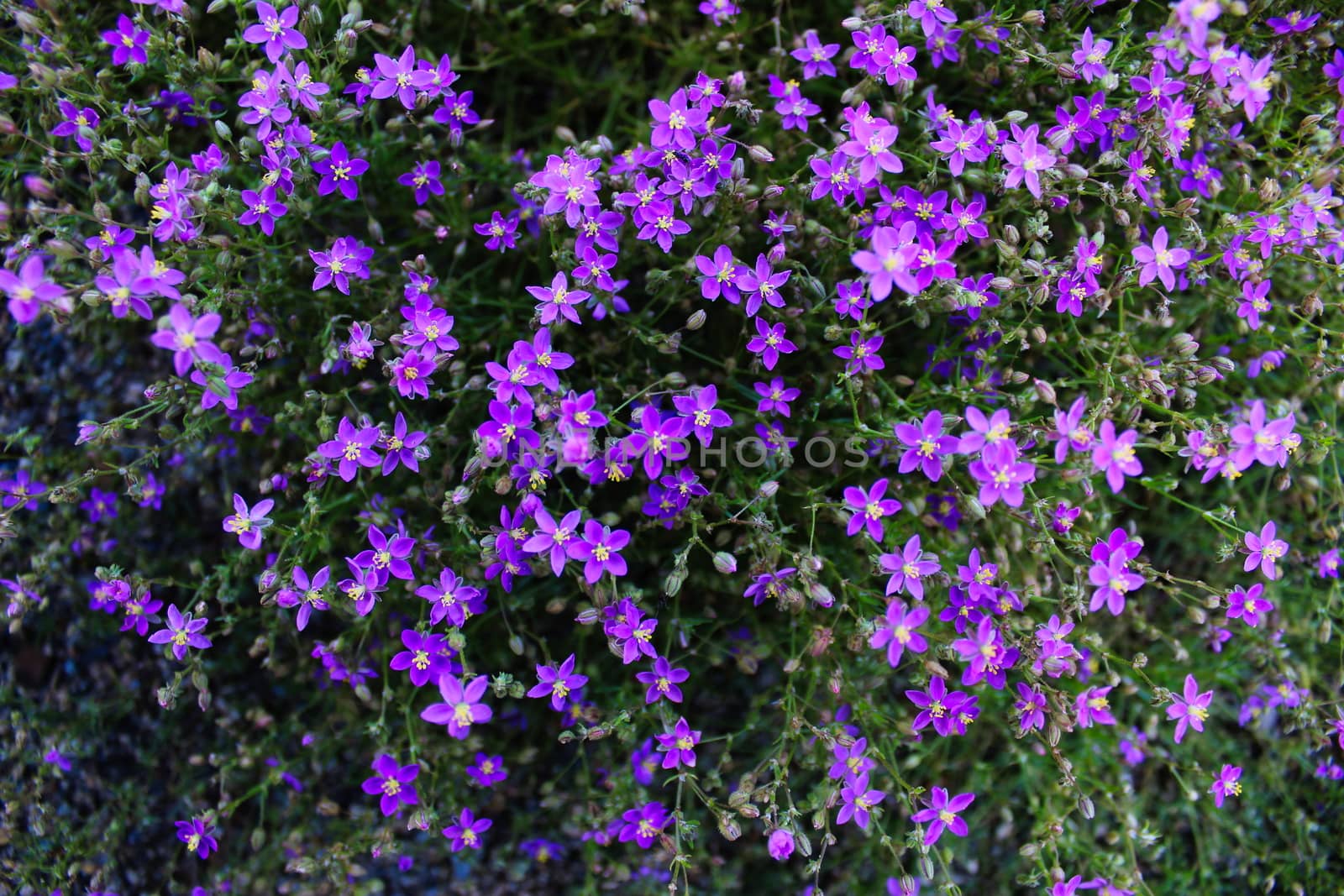 Wallpaper. Lots of small invasive purple flowers in one place. Beja, Portugal.