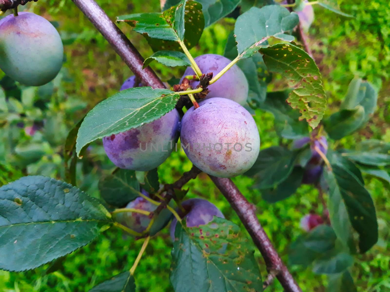 Plums almost got full color. On the branch. Zavidovici, Bosnia and Herzegovina.