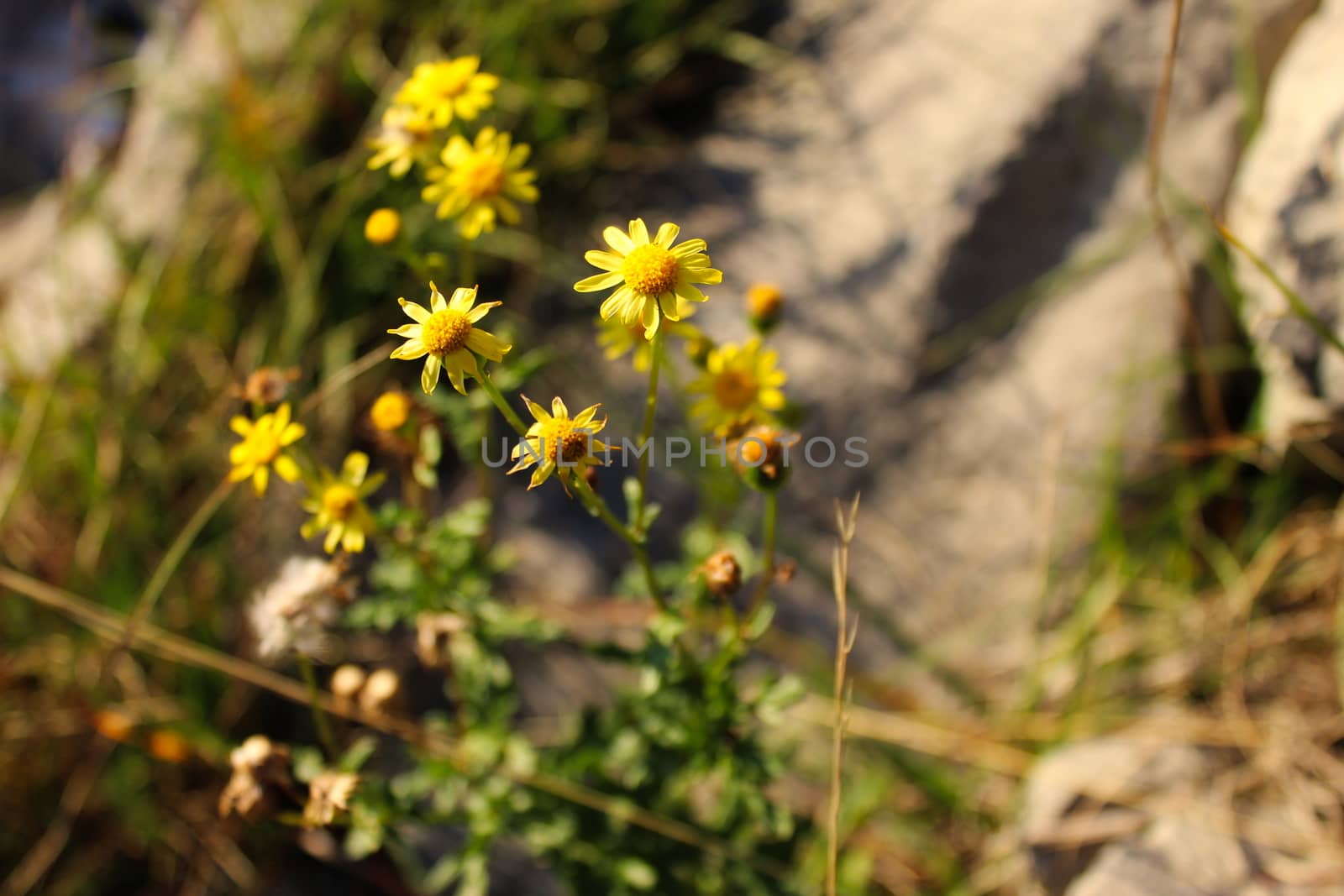 Beautiful yellow flowers from the Asteraceae family. On the mountain Bjelasnica, Bosnia and Herzegovina.