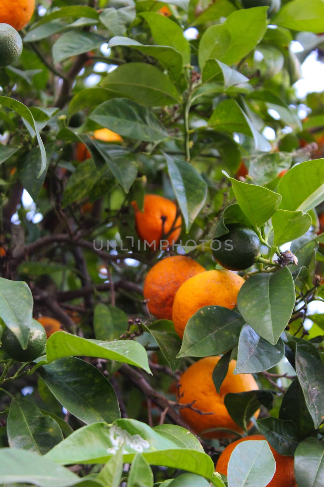 Green mandarins with ripe orange mandarins in the background on a branch. In the city of Beja, Portugal. by mahirrov