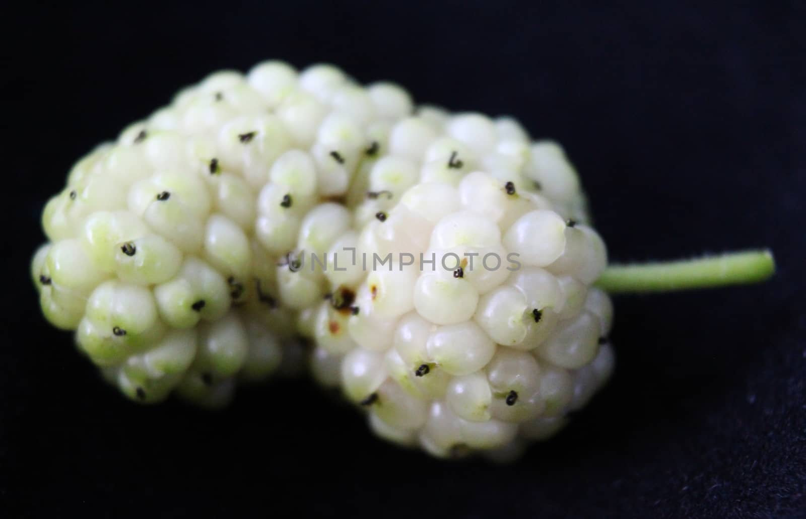 Morus alba, white mulberry. One ripe white mulberry fruit.