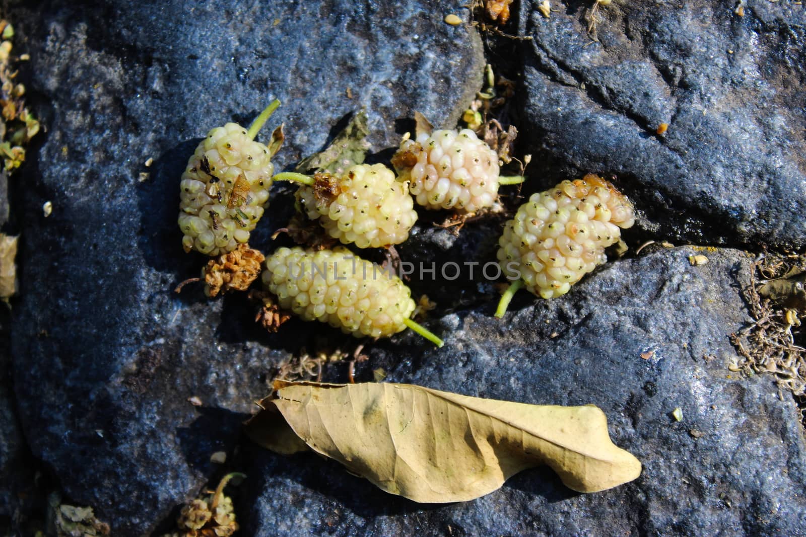 Five mature white mulberries with one dry leaf on a dark blue stone background. Morus alba, white mulberry. Beja, Portugal.