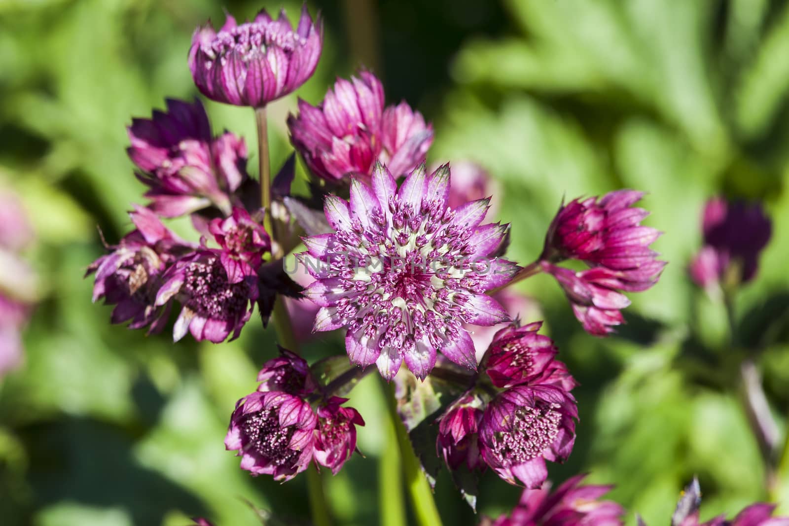 Astrantia major 'Abbey Road'  by ant