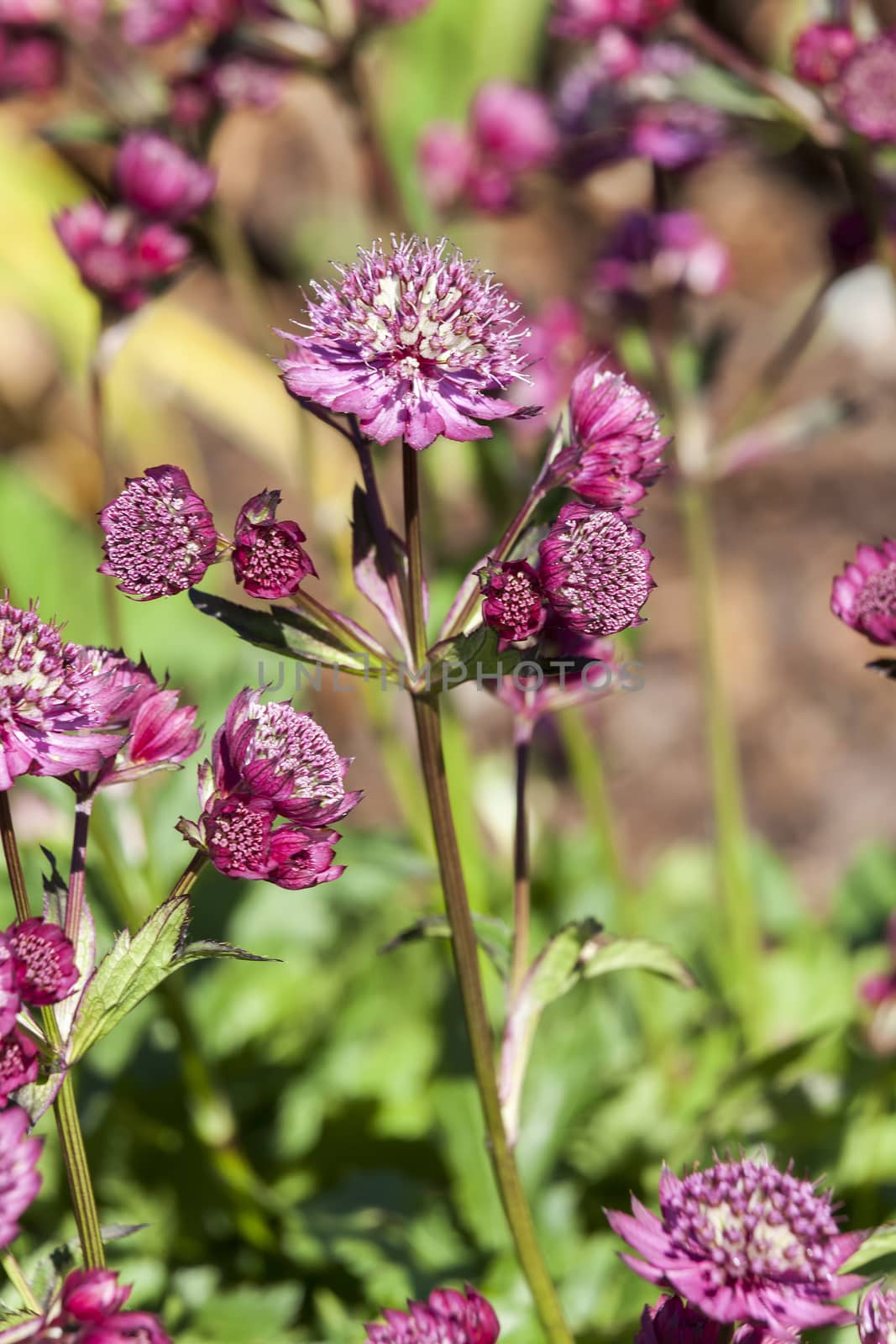 Astrantia major 'Abbey Road' an herbaceous perennial springtime summer flower plant commonly known as great masterwort