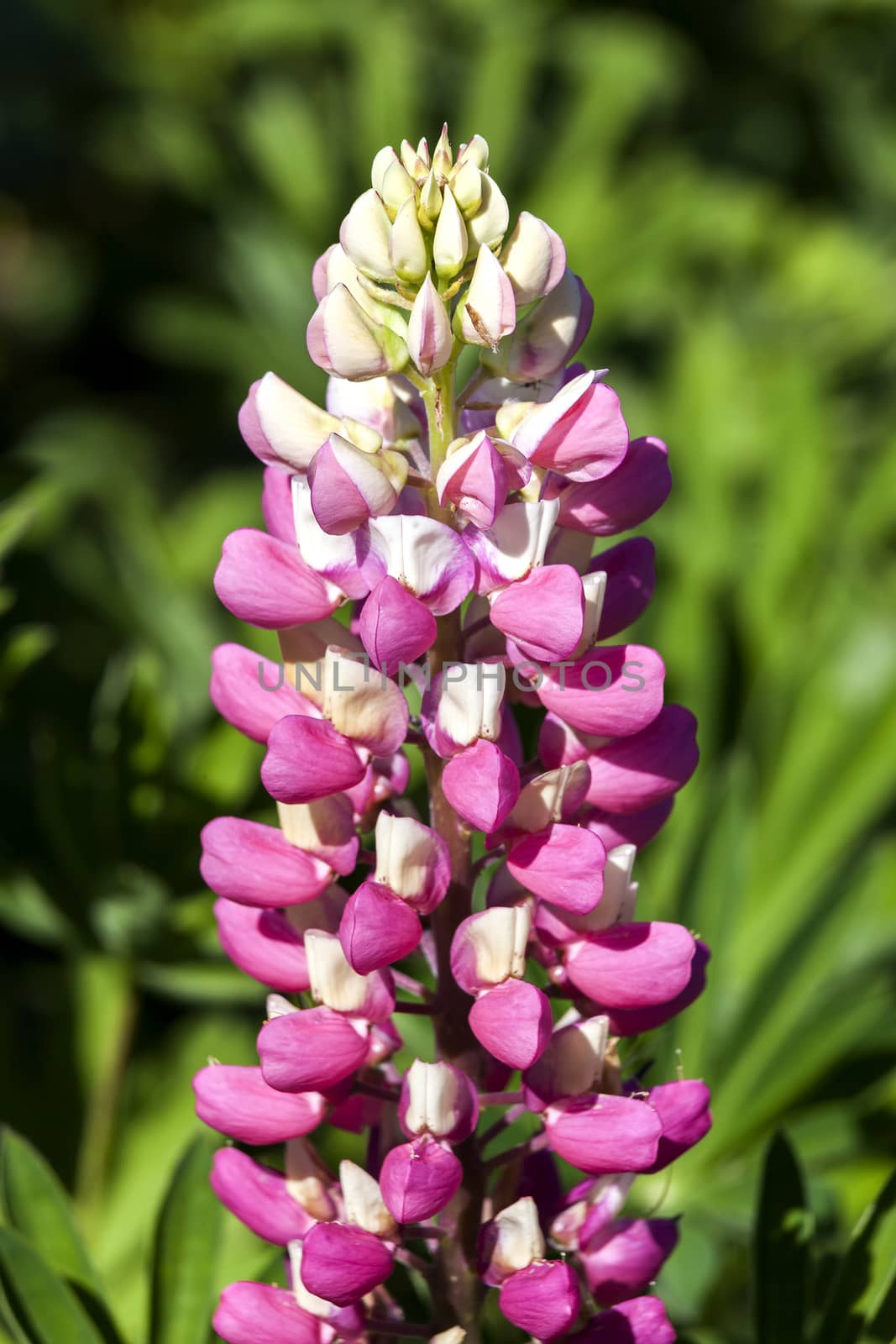 Lupin 'The Chatelaine'  an herbaceous pink springtime summer flower plant of the Band of Nobles  series