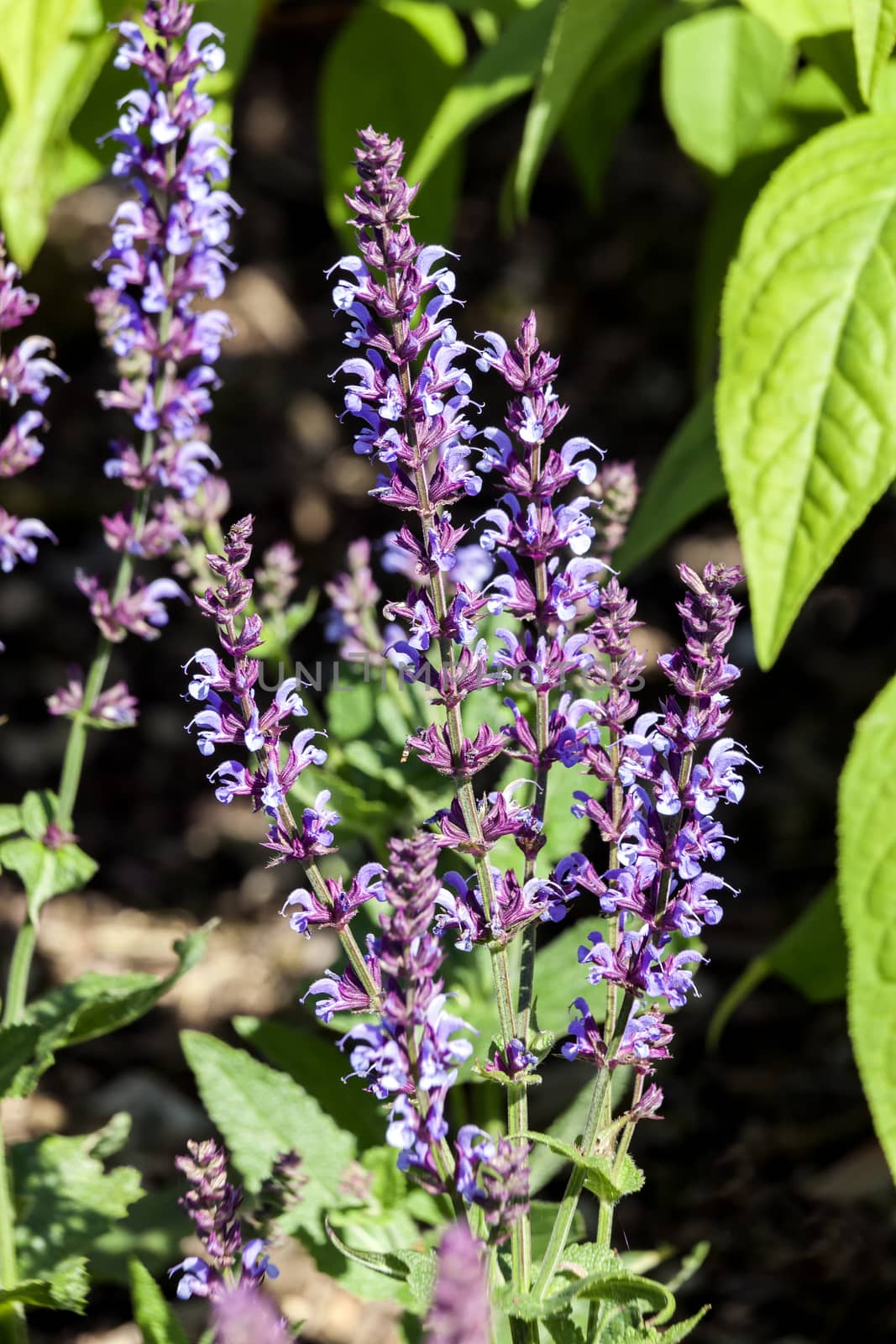 Salvia pratensis 'Indigo' an herbaceous springtime summer flower plant commonly known as clary indigo or meadow sage