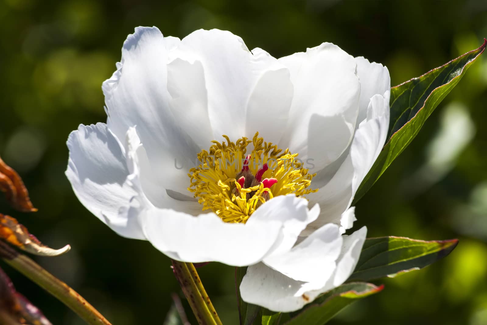 Peony 'White Wings'  by ant