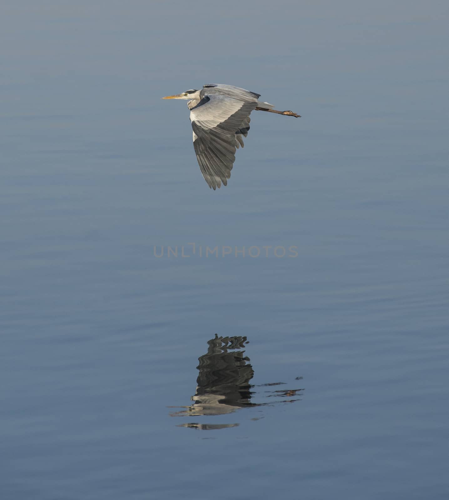 Grey heron ardea cinerea wild bird in flight flying over river water with reflection